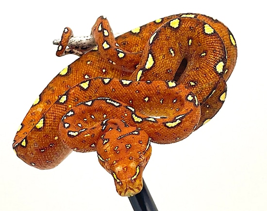 Biak Green Tree Python Red Neonate (BGTPR06) by Reptile Pets Direct