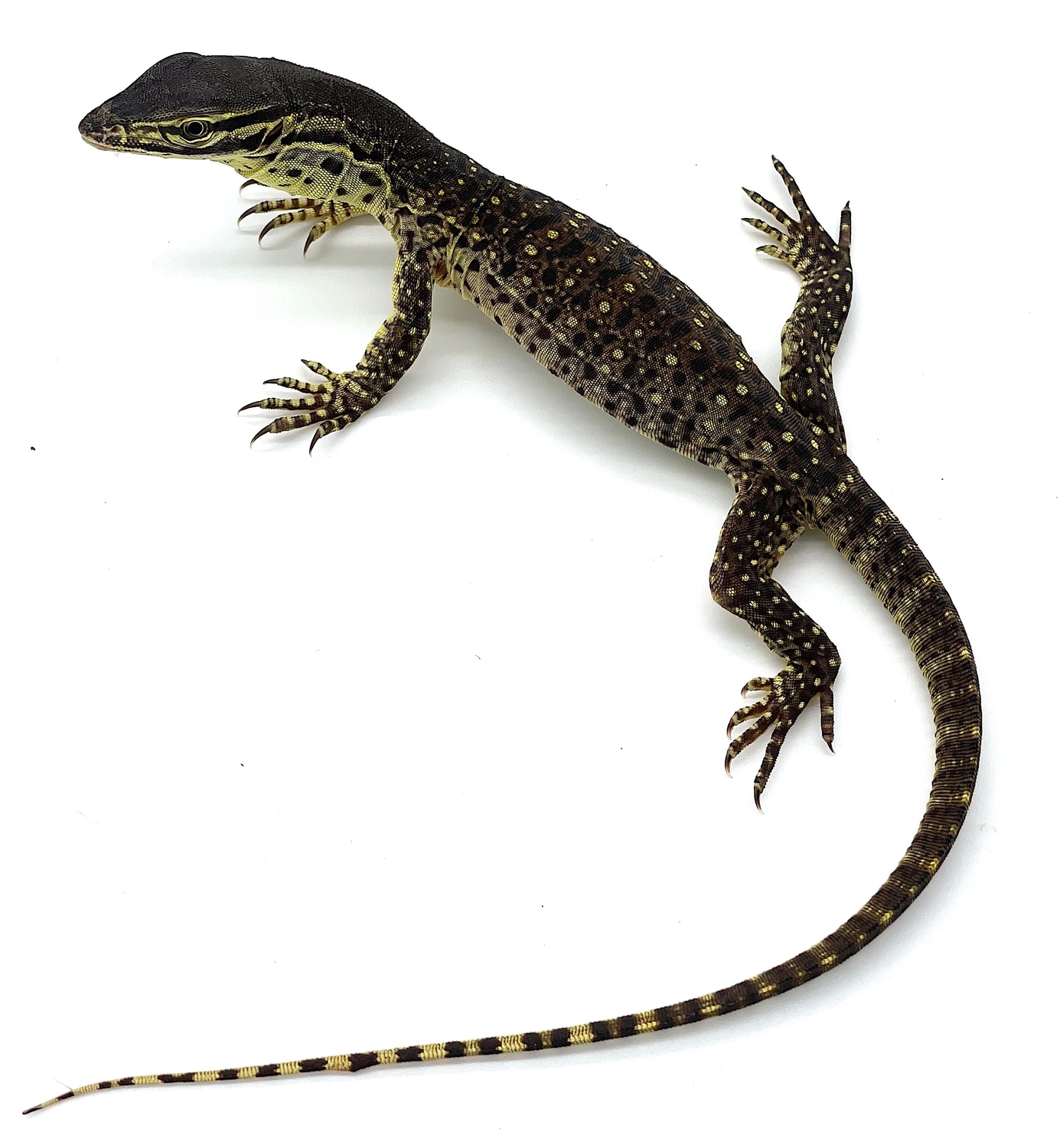 Argus Monitor ( Panoptes) Other Monitor by Reptile Pets Direct