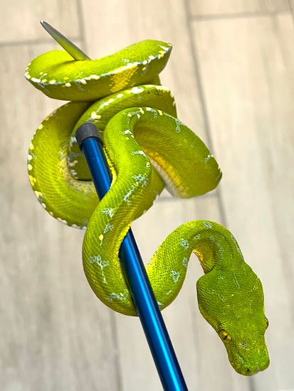 Merauke Green Tree Python Female (MFGTP11) by Reptile Pets Direct