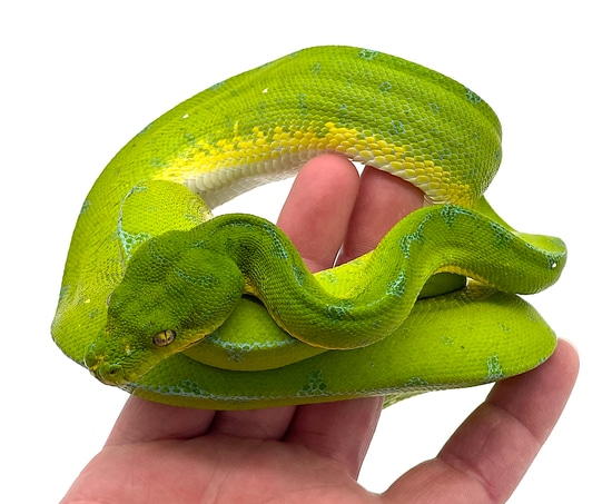 Sorong Green Tree Python Female (SFGTP03) by Reptile Pets Direct