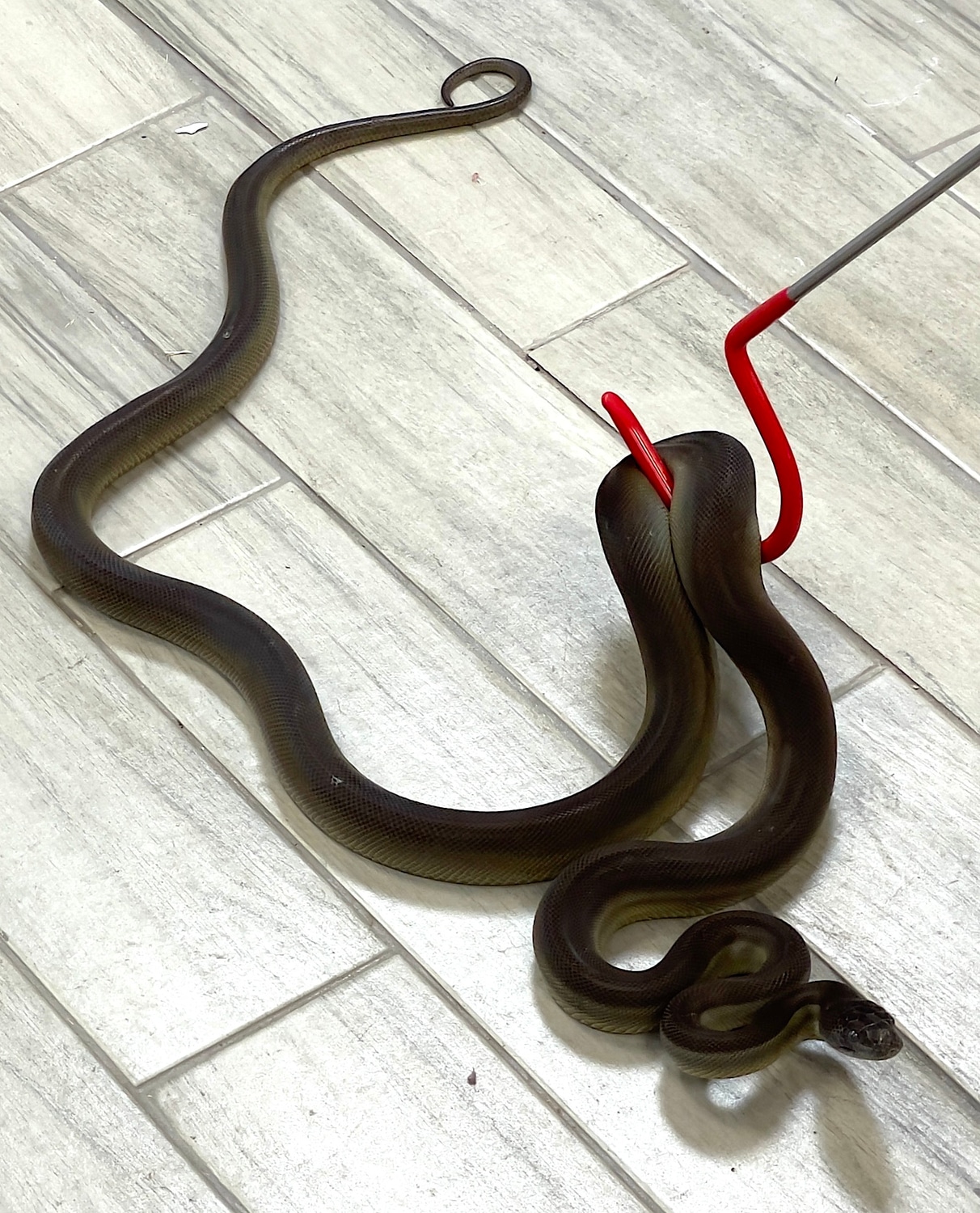 Papuan Olive Python 6' Female (Apodora Papuana) (POPF005) More Python ...