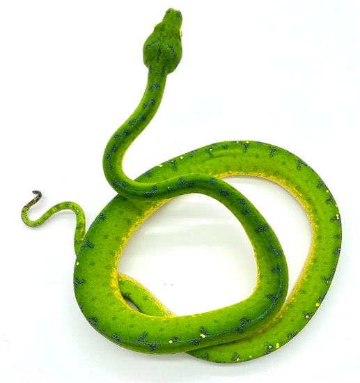 Timika Green Tree Python Female (TGTPF01) by Reptile Pets Direct