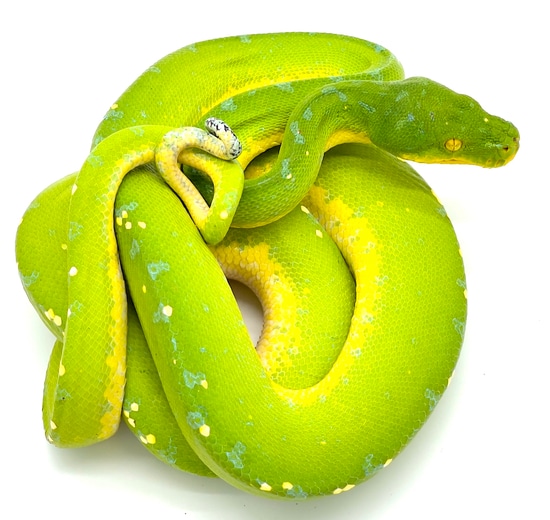 Waigeo Green Tree Python Female (WGTPF001) by Reptile Pets Direct