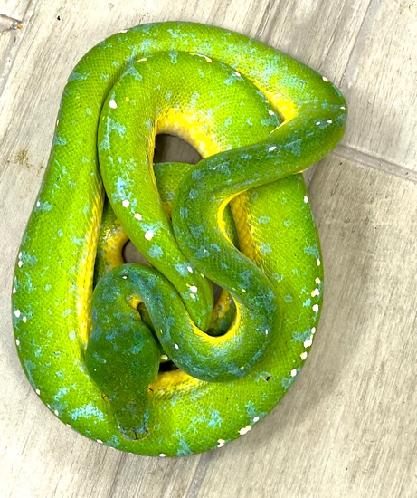 Manokwari Green Tree Python by Reptile Pets Direct