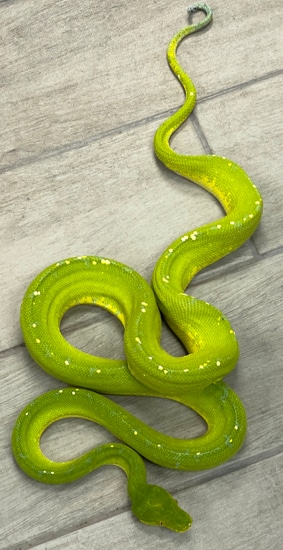 Waigeo Green Tree Python Female (WGTPF11) by Reptile Pets Direct