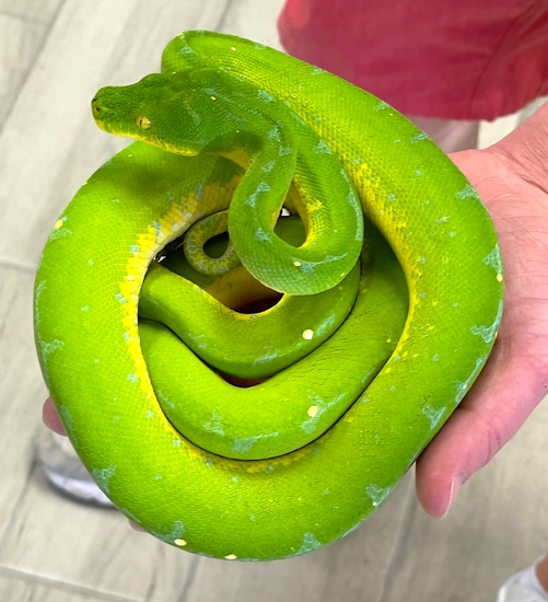 Waigeo Green Tree Python Female (WGTPF12) by Reptile Pets Direct