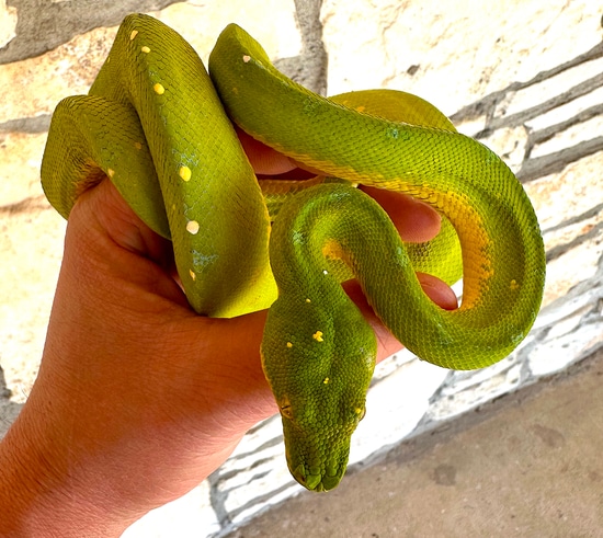Waigeo Green Tree Python Female (WFGT01) by Reptile Pets Direct
