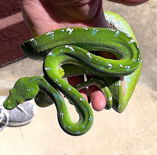 Aru Female Green Tree Python (AFGT07) by Reptile Pets Direct