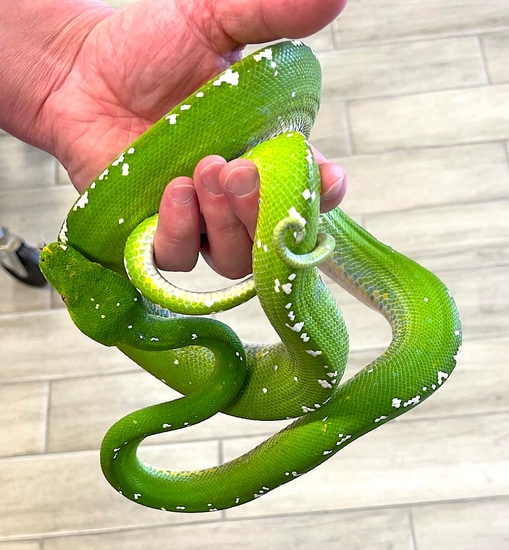 Aru Green Tree Python Female by Reptile Pets Direct