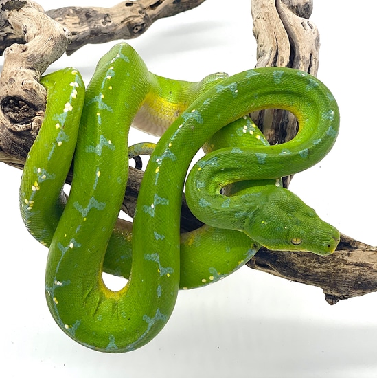 Sorong Green Tree Python Female (SFGT01) by Reptile Pets Direct
