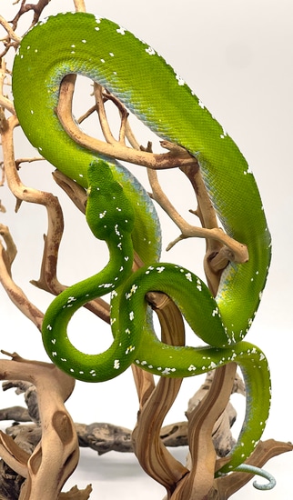 High White Aru Green Tree Python Female (AFGT01) by Reptile Pets Direct