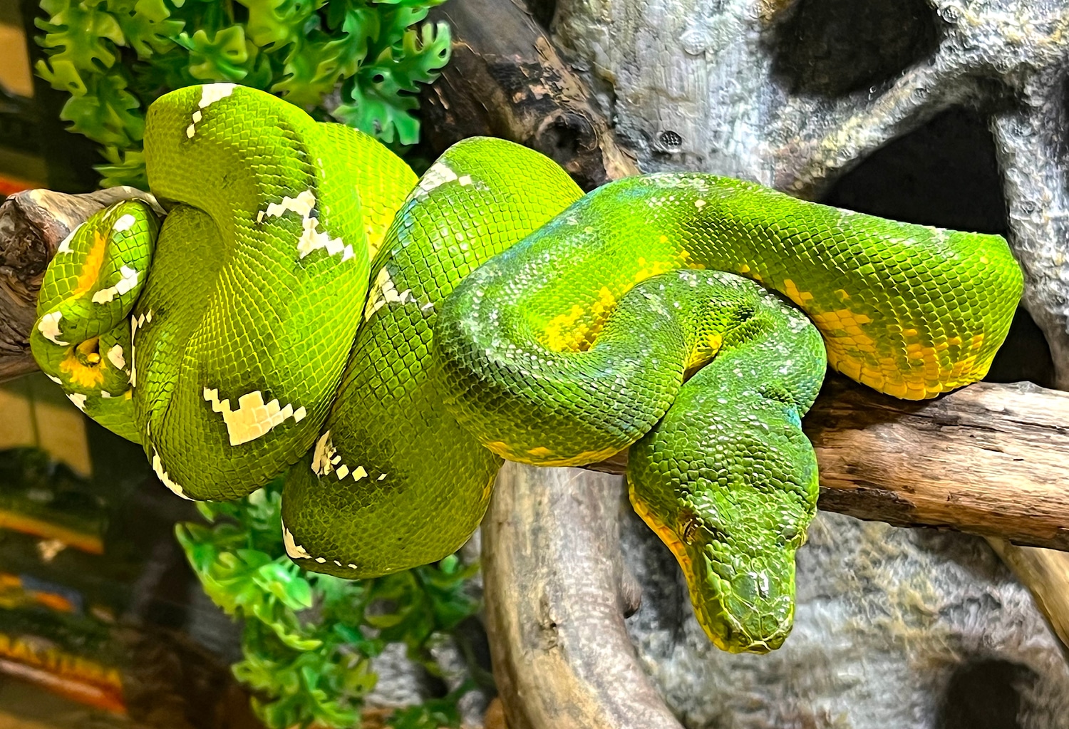 Emerald Tree Boa Male (ETBM02) Northern Emerald Tree Boa by Reptile