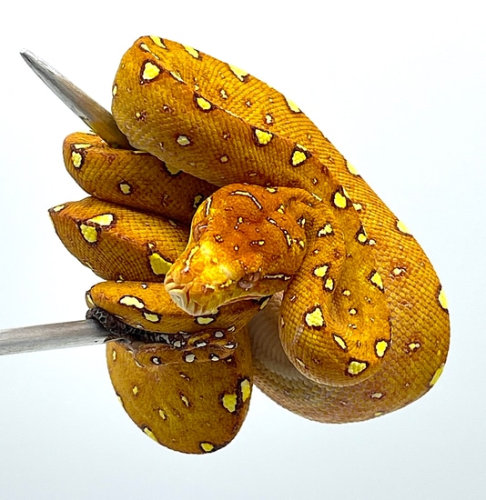 Biak Green Tree Python Female (RGT01) by Reptile Pets Direct