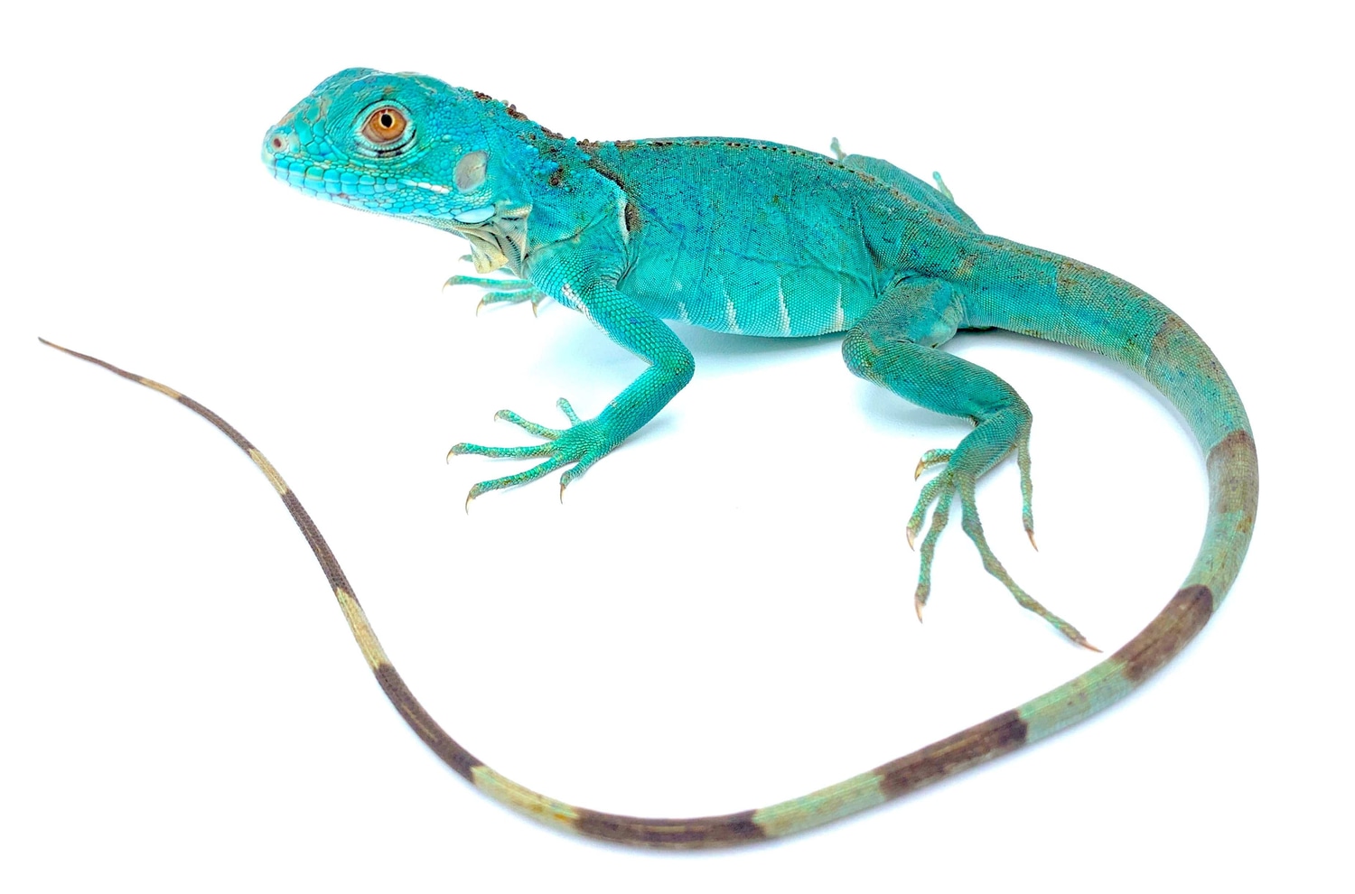 Blue Iguanas Green Iguana by Reptile Pets Direct MorphMarket
