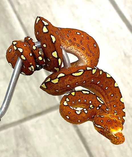 Red Green Tree Python Female (RTG05) by Reptile Pets Direct