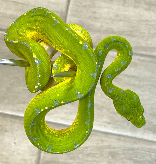Sorong Green Tree Python Female (SGTP01) by Reptile Pets Direct