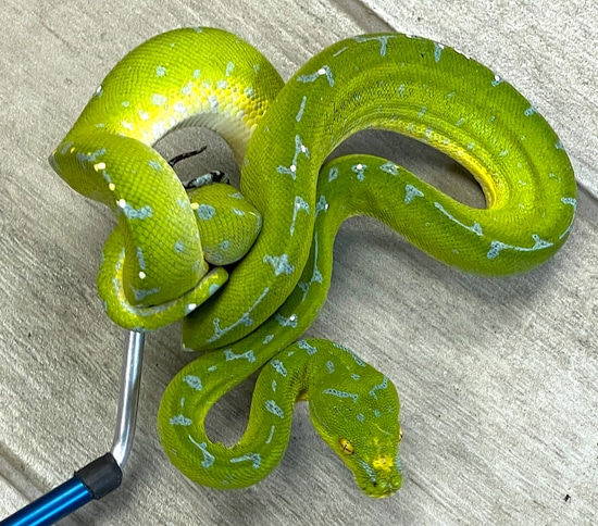 Sorong Green Tree Python Female (SGTP02) by Reptile Pets Direct