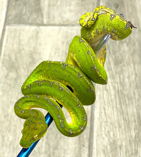 Manokwari Green Tree Python (MGTP01) by Reptile Pets Direct