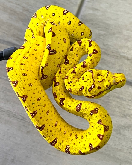 Yellow Biak Green Tree Python Female (YBGTP01) by Reptile Pets Direct