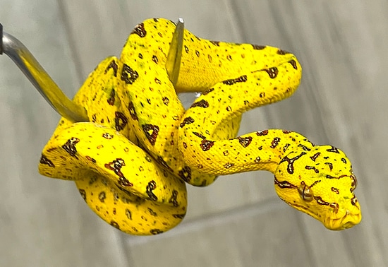 Yellow Biak Green Tree Python Female (YBGTP4) by Reptile Pets Direct