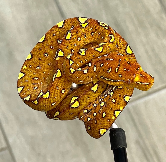 Red Biak Green Tree Python Female (RBGTP1) by Reptile Pets Direct