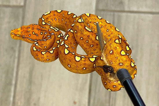 Red Biak Green Tree Python Male (RBGTP3) by Reptile Pets Direct