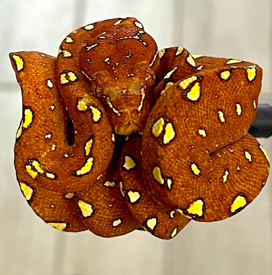 Red Biak Green Tree Python Female (RBGTP2) by Reptile Pets Direct