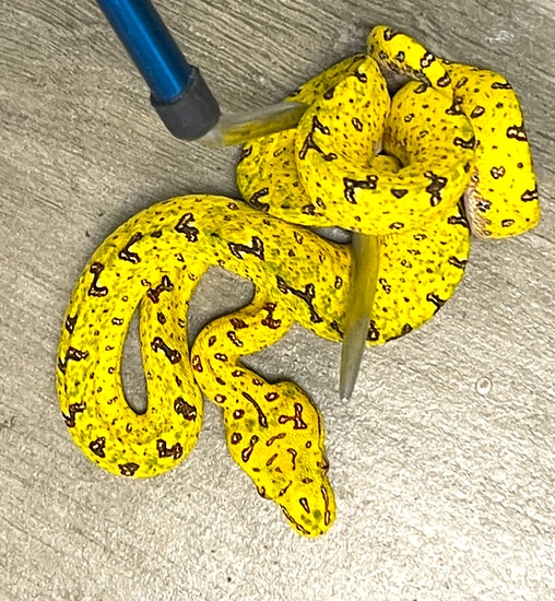 Yellow Biak Green Tree Python Female (YBGTP11) by Reptile Pets Direct