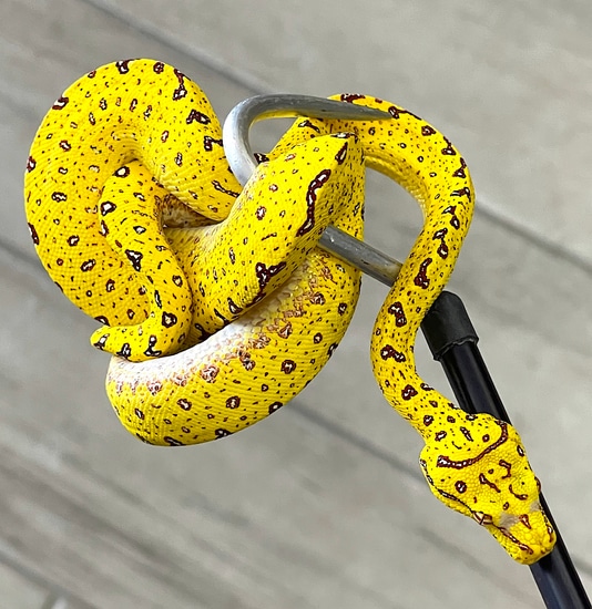 Yellow Biak Green Tree Python Female (YBGTP16) by Reptile Pets Direct