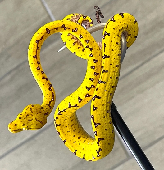 Sorong Green Tree Python Female (SGTP21) by Reptile Pets Direct