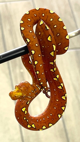 Red Biak Green Tree Python Female (RBGTP23) by Reptile Pets Direct