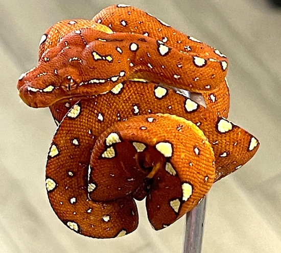 Red Biak Green Tree Python (RBGTP31) by Reptile Pets Direct
