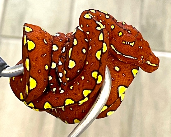 Red Biak Green Tree Python (RBGTP32) by Reptile Pets Direct