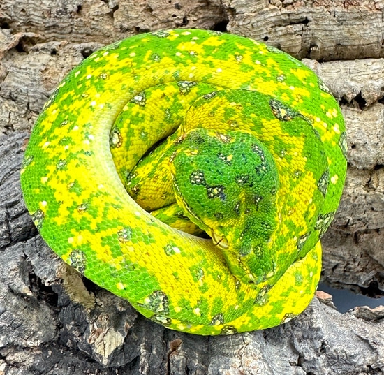 Biak Green Tree Python (BGTP101) by Reptile Pets Direct