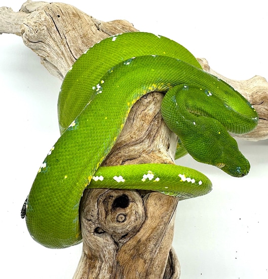 Aru Green Tree Python Female (AGTPF14) by Reptile Pets Direct