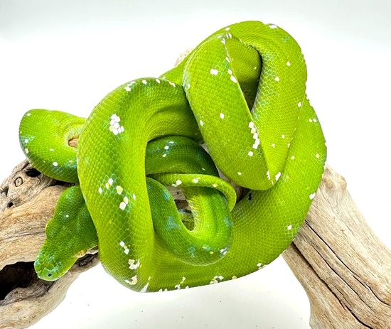 Aru Green Tree Python Female (AGTPF13) by Reptile Pets Direct