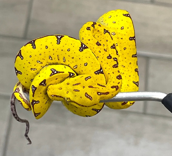 Manokwari Green Tree Python (MGTP21) by Reptile Pets Direct