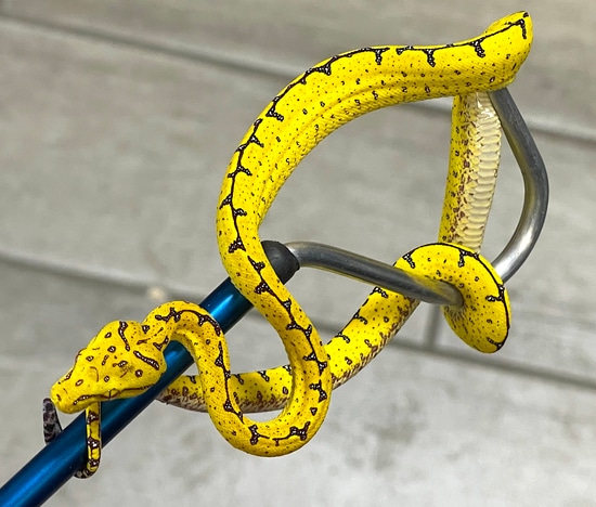 Manokwari Green Tree Python (MGTP23) by Reptile Pets Direct
