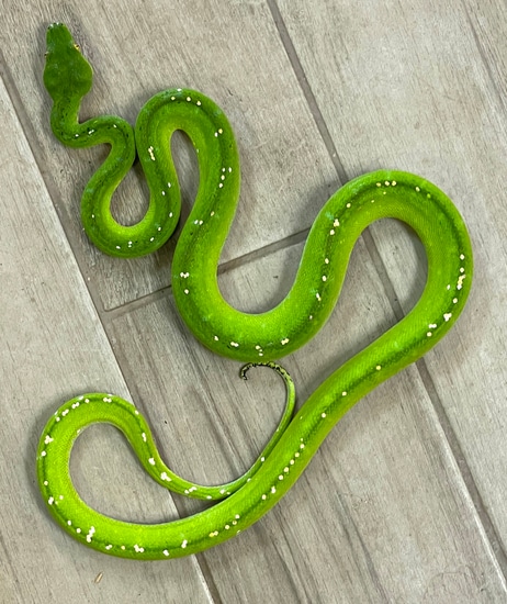 Aru Green Tree Python Female (AGTP208) by Reptile Pets Direct