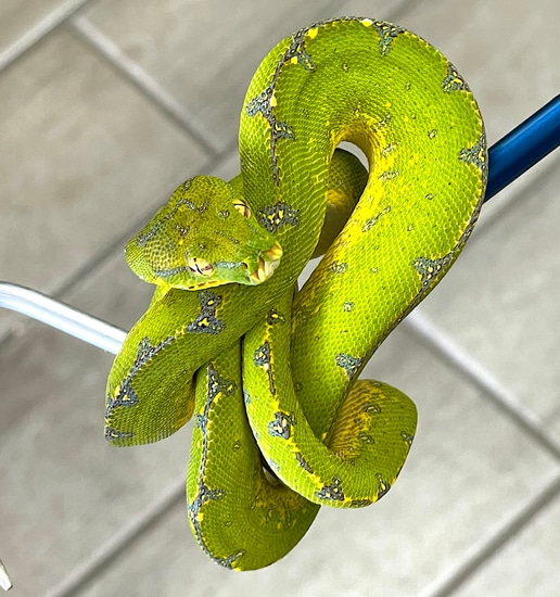 Manokwari Green Tree Python (MGTP21) by Reptile Pets Direct