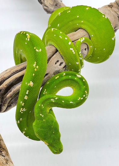 Exceptional High White With Orange Speckling Green Tree Python Female ...