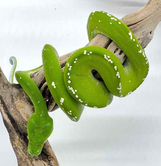 Aru Green Tree Python Female (AGTPF36) by Reptile Pets Direct