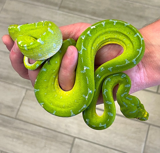 Sorong Green Tree Python Female (SGTPF1) by Reptile Pets Direct