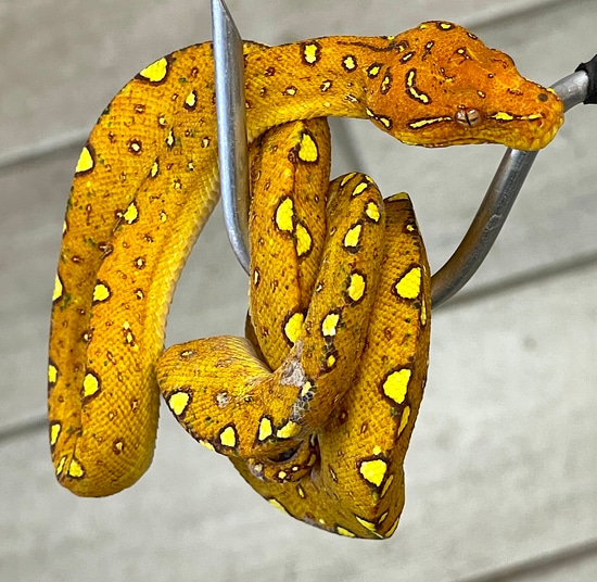 Red Biak Green Tree Python (BRGTP2) by Reptile Pets Direct