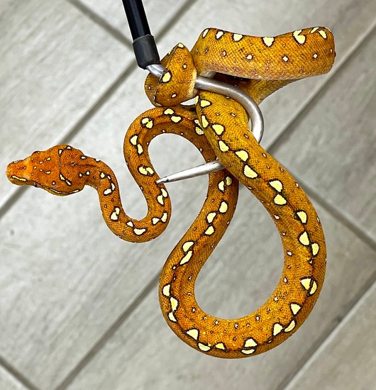 Red Biak Green Tree Python (RGTP01) by Reptile Pets Direct