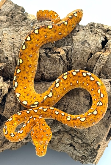 Red Biak Green Tree Python (RGTP03) by Reptile Pets Direct