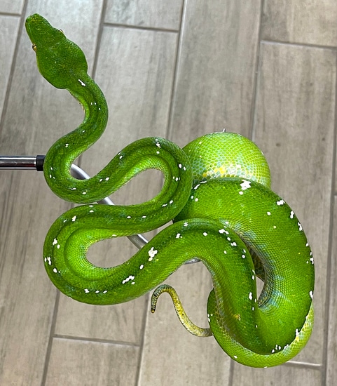 Aru Green Tree Python Female (AGTPF302) by Reptile Pets Direct