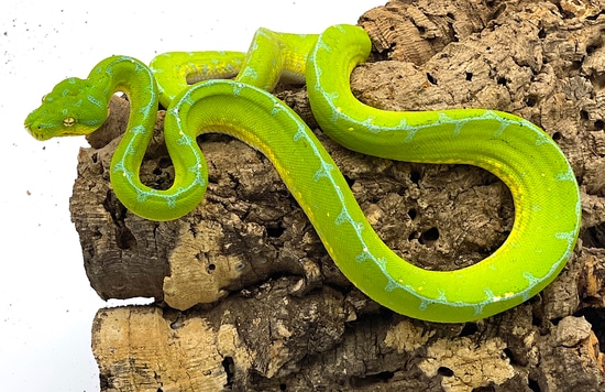 Jayapura Green Tree Python (JGTP01) by Reptile Pets Direct