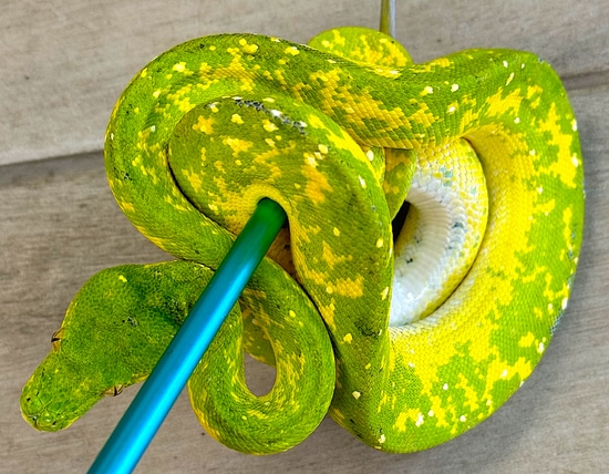 Biak Green Tree Python Female (BHCF03) by Reptile Pets Direct