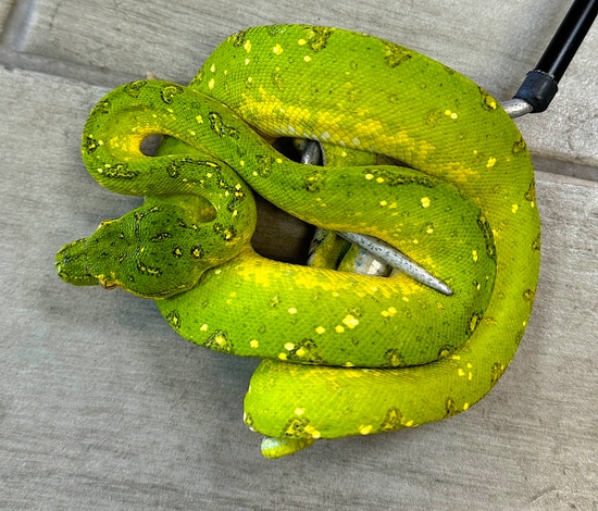 Biak Green Tree Python Female (BGTPF06) by Reptile Pets Direct
